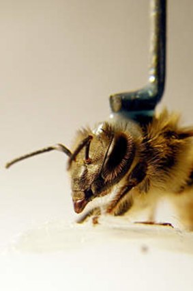 A tethered honey bee, ready to participate in virtual reality experiments.