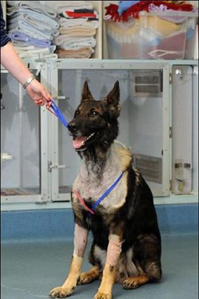 Rumble the police dog, with the injuries he sustained in the attack.