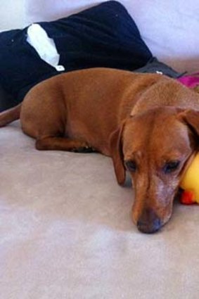 A photo on Twitter of the missing dachshund, Tau.