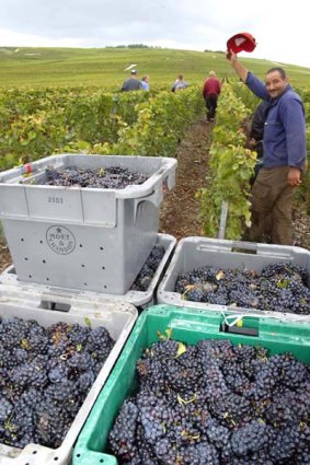 Climate change could have dramatic effects on the French wine industry.