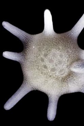 Foraminifera: Single-celled marine protozoa threatened by the acidification of the oceans waters.