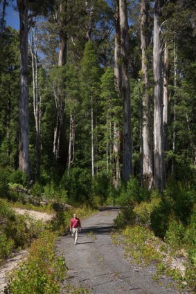 The government is winding back World Heritage Protection in Tasmania's forests agreed to under the Labor government.