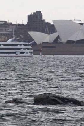 Cruising ... mother and calf in front of the Opera House.