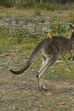Hilary the eastern gery kangaroo after being hit by arrows at Endeavour Hills.