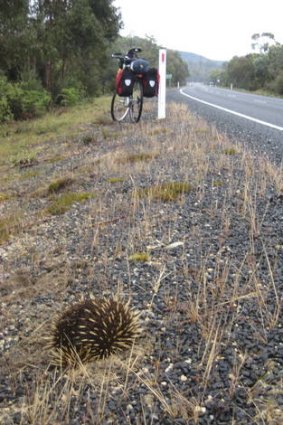 Interest spiked ... a roadside echidna spotted while cycle touring in Tasmania.