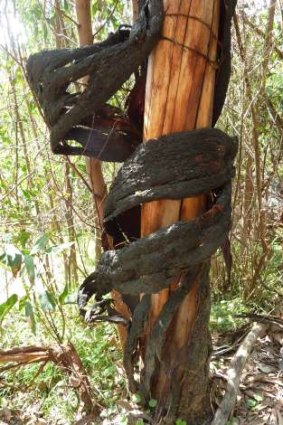 The ‘lolly wrapper tree’ on the track between Mt Eliza saddle and Birrigai