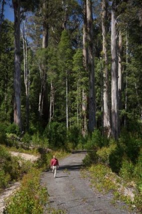 Forest recently listed as World Heritage in the Styx Valley, southern Tasmania.