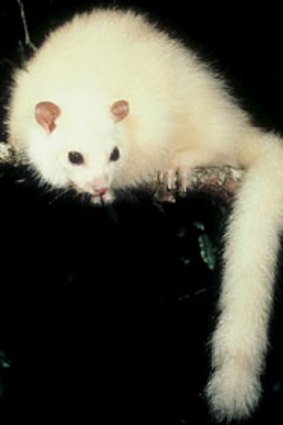 The white lemuroid possum is yet to be sighted again, but scientists say it probably will alongside other lemuroids previously feared totally lost to the world.