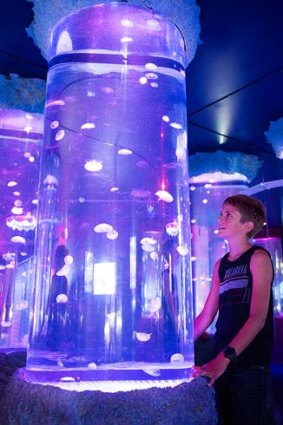 A visitor to UnderWater World SEA LIFE Mooloolaba looks at moon jelly fish in Australia’s largest jelly fish exhibit at the Queensland aquarium.