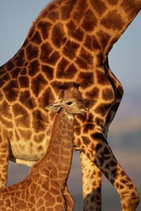 Lap of luxury ... giraffes in Kruger National Park.
