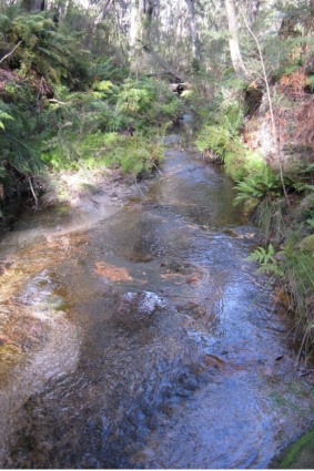The tributary of  the Wongawilli Creek  before the longwall mining at Dendrobium.