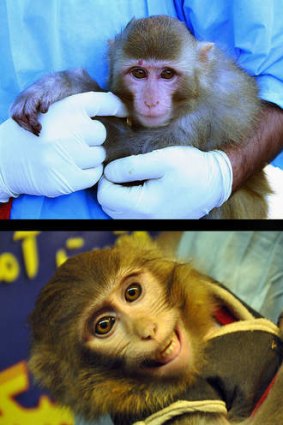 Above left, the 'archive' image; and, above right, after flight (or surgery).