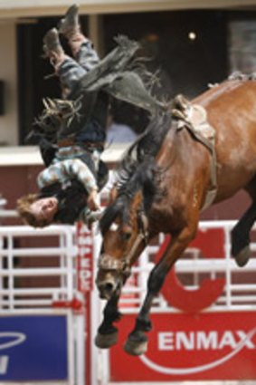 Fast buck... the Novice Bareback event at the Calgary Stampede.