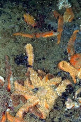 Mystery death:  A pile of dead sunflower starfish lie on the bottom of the sea floor.