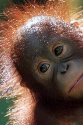 Bleak future: Sumatran orang-utans are critically endangered.