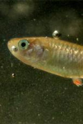 The endangered red-finned blue-eye fish.