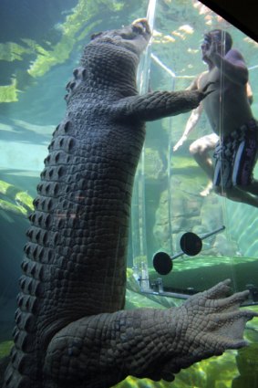 Croc and roll ... the adrenalin-pumping Cage of Death.