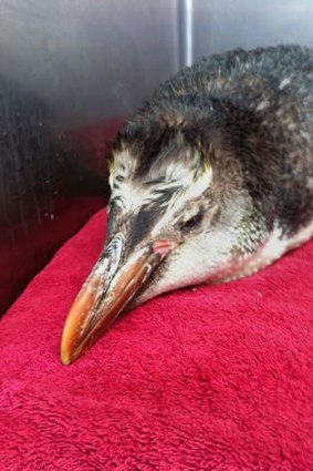 Washed up ... a penguin dubbed Happy Feet junior has been found stranded some 2000km from home in New Zealand.