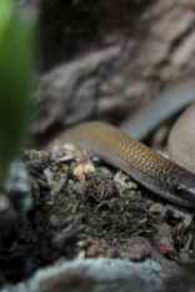 An adult Pink-tailed worm lizard