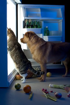 Dog and cat in fridge.