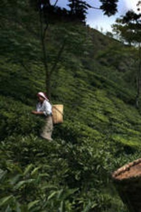 Tea pickers in Darjeeling, India.
