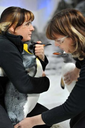 Ready for therapy: Sarina Walsh ensures Pip the king penguin is comfortable as masseuse Alison Edmunds works on his leg.