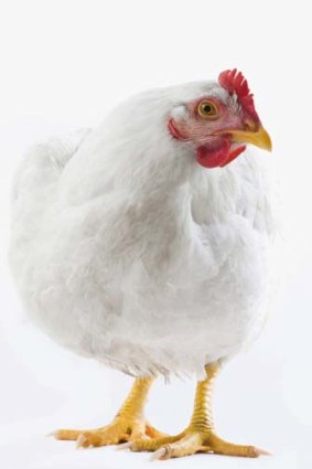 The code for the chicken meat industry allows up to 20 birds to the square metre. A tabloid newspaper page is 11 per cent of a square metre, which is equivalent to 2.2 birds.