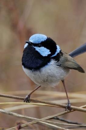 Superb fairy-wren.