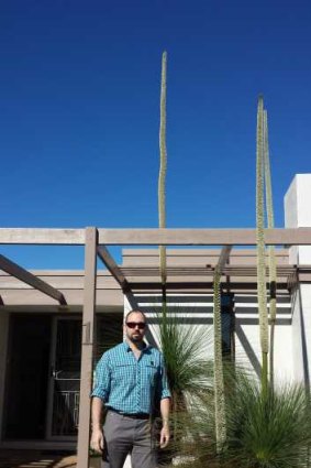 The stem on this Grass Tree in Oxley wasn’t quite tall enough to claim the prize as Canberra’s tallest