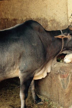 A cow shelter in east Delhi that provides care for about 5000 retired dairy cows. The cows remain here until they die of natural causes.