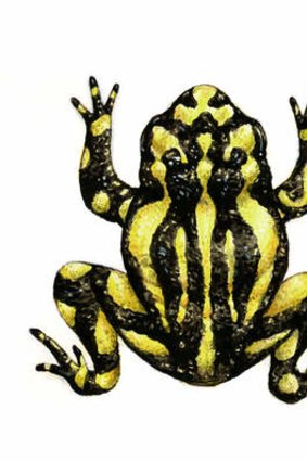 Corroboree frog. (Illustration by Joe Benke.)