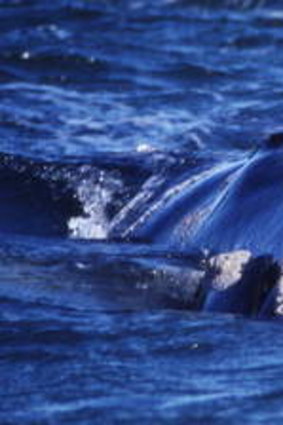 The barnacle-covered head of a Southern Right whale.