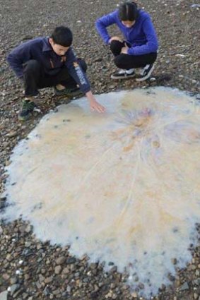 New species: this giant jellyfish washed up on a Tasmanian beach.
