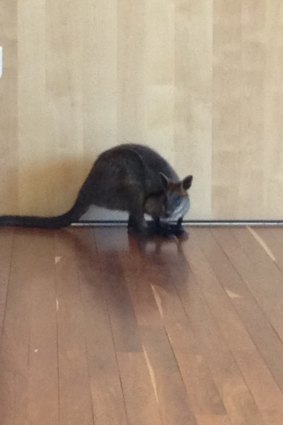 A wallaby slipped into the Belconnen Police Station on Tuesday.