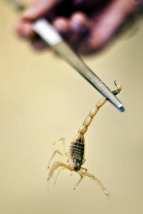 Sting in the tail: A deathstalker scorpion.
