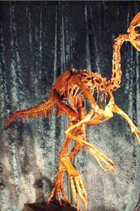 A reconstruction of the skeleton of the bird-like dinosaur.