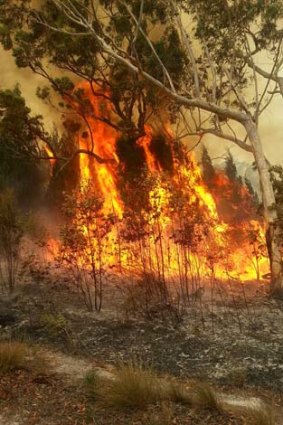 Some of North Stradbroke Island's animal species would not survive another bushfire if one happened in the next five years, an ecologist has warned.