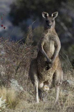 Kangaroos... a pest?