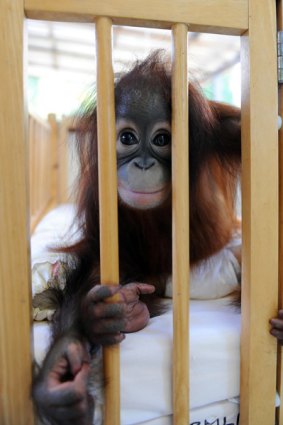 Tourists gawk at baby orang-utans in the nursery at a self-styled "rehabilitation and preservation centre" in Bukit Merah, a Malaysian tourist town.