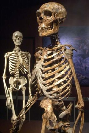A reconstructed Neanderthal skeleton, right, with a modern human skeleton.