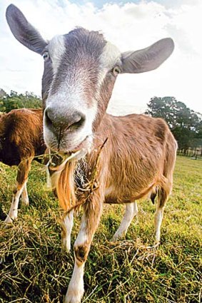 Goat's milk has more calcium than cow's milk.