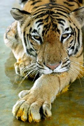 Hunted ... Bengal tigers.