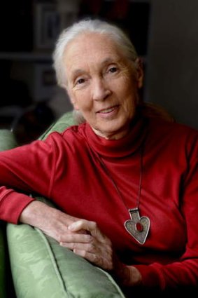 Great discoveries: Jane Goodall's achievements have made her a household name.