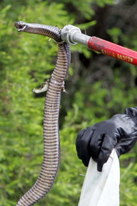Police remove a red-bellied black snake from a Wollongong house.