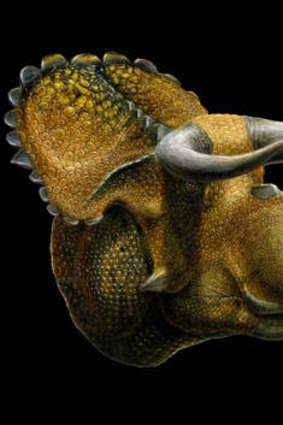 An artist's drawing of the newly discovered horned dinosaur Nasutoceratops titusi.