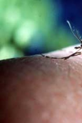 Southeast Asian countries are prone to the dengue-fever carrying mosquitos.