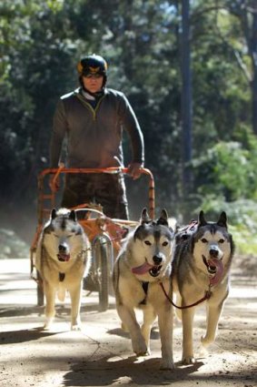 Mush: Peter Rose runs his team of huskies in Watagans National Park, near Morisset.