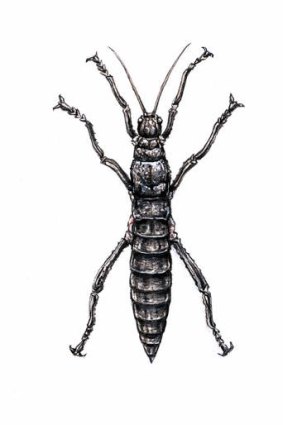 Lord Howe stick insect. (Illustration by Joe Benke.)