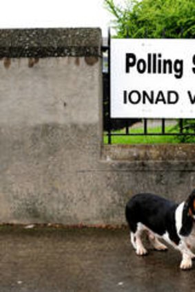 Dogs wait for their owner outside a polling station in Dublin.