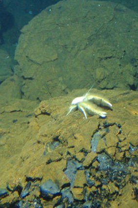 A new species, the Yeti crab, Kiwa hirsuta lives on the vent.